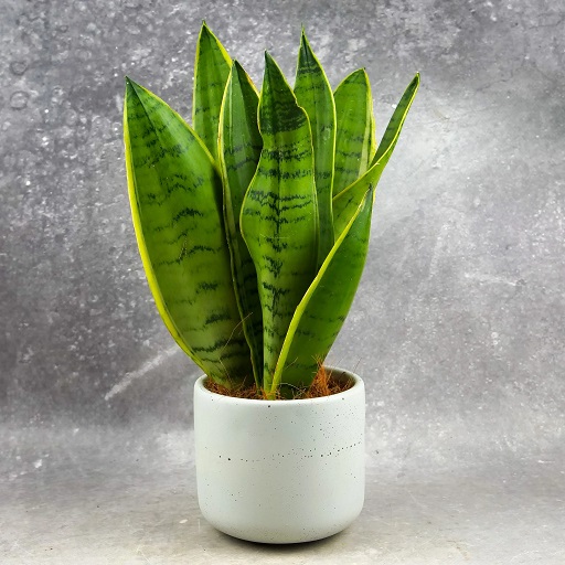 Sansevieria trifasciata
